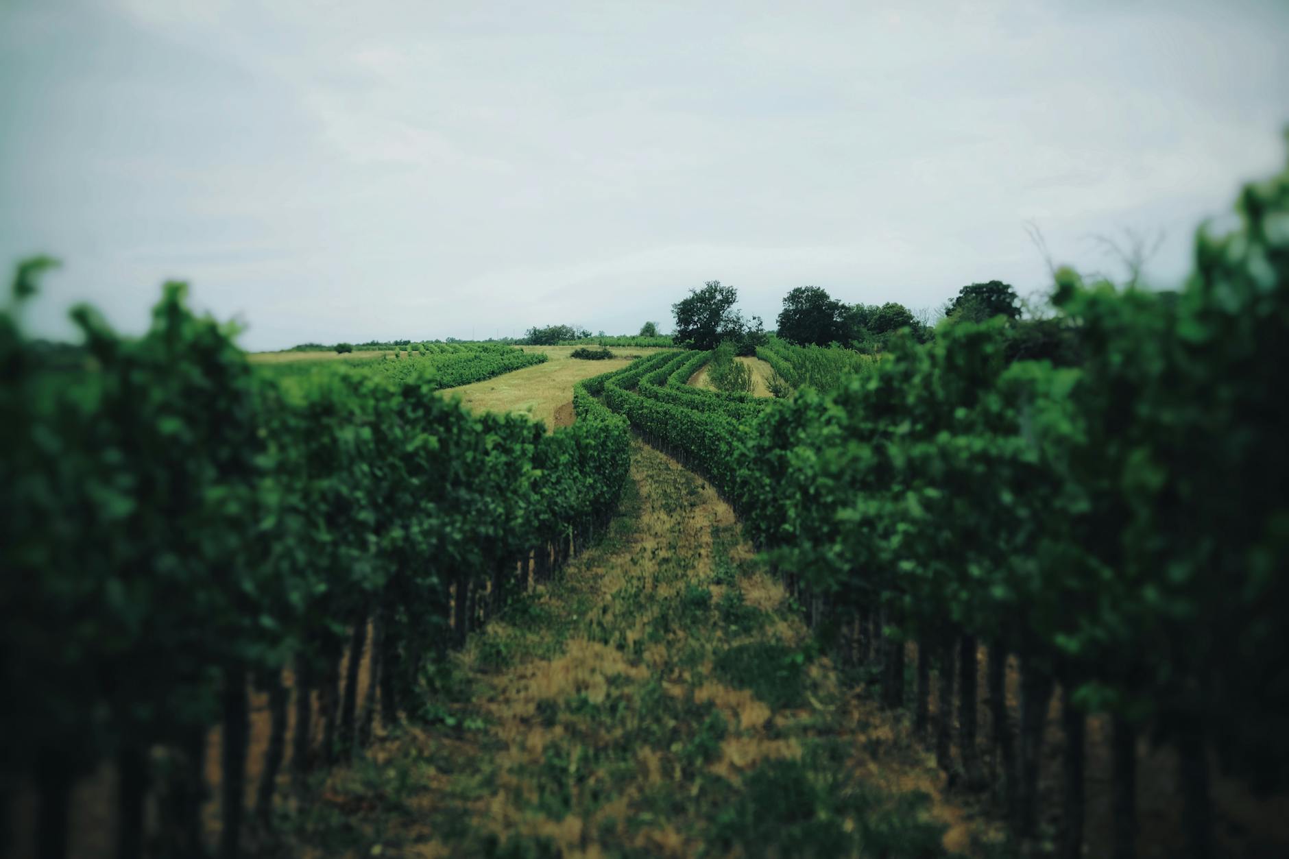Rows of grapevines in wine country vineyard showing agricultural landscape at risk